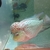 Kamfa f2 flowerhorn