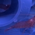 UK BRED AIPTASIA EATING PEPPERMINT SHRIMP