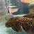 L273 LARGE TITANIC PLECO 30-35 CMS