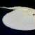 Golden Base Albino X Albino Pearl Female Stingray Pup