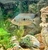 Adult Texas Cichlid Female £60