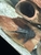 L333 pleco breeding group - £400