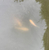 Moving pond - need homes