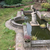 Moving pond - need homes