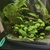 Tropical fish for sale plecos Corys guppys tetras etc