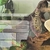 South American cichlids sale