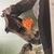 South American cichlids sale