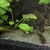 Tropical fish for sale plecos Corys guppys tetras etc