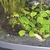 Tropical fish for sale plecos Corys guppys tetras etc