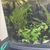 Tropical fish for sale plecos Corys guppys tetras etc
