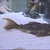 Wild Caught L014 Sunshine Pleco