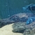 Neetroplus Nematopus cichlids