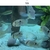 6x keyhole cichlids