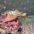 Apistogramma cacatuoides Triple Red