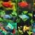 20 Fry – Guppy, Platy, Swordtail, Endler & Molly – Perfect for Beginners