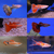 20 Fry – Guppy, Platy, Swordtail, Endler & Molly – Perfect for Beginners