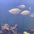 Tropical fish
