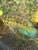 Ivanacara bimaculata  rare fish