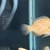 Male red dovii