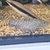 Yoyo loach