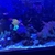 Red Sea Reefer 250 G2 Full Setup
