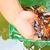 Live guppies, mollies and Platys : fry to adults and breeding sets