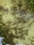 Stickleback fry collection Cardiff