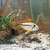 Apistogramma cacatuoides Triple Red