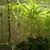 Guppies babies or young adults FREE