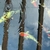 Koi for sale Ilkeston Derbys
