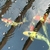 Koi for sale Ilkeston Derbys