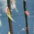 Koi for sale Ilkeston Derbys