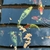 Koi for sale Ilkeston Derbys