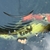 Koi for sale Ilkeston Derbys