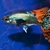 True Strains Line Bred Guppy ; 3 Pairs £20 Can Deliver