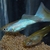 True Strains Line Bred Guppy ; 3 Pairs £20 Can Deliver