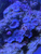 Marine Corals