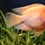 Orange Parrot Cichlid about 4-5 inch