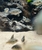 True Parrot Cichlids