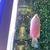 Kissing gourami breeding pair