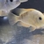 Midevil Cichlids