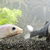 Koi for sale