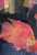 Cichlids